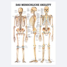 Lehrtafel das menschliche - lehrtafel, "das