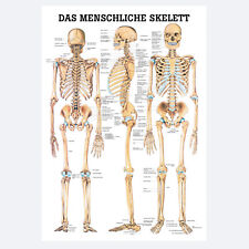 Lehrtafel "Das Menschliche