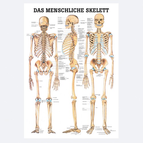 Lehrtafel das menschliche - lehrtafel,