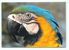 1 AK Gelbbrust-Ara Ara Papagei