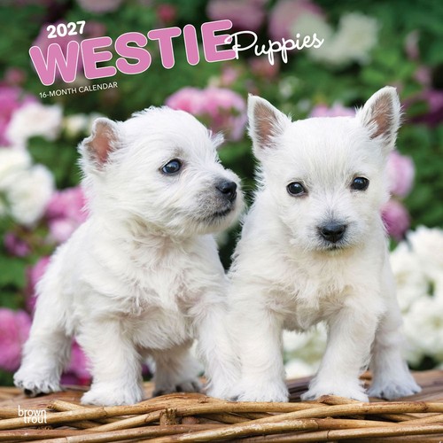 West highland white terrier - west,