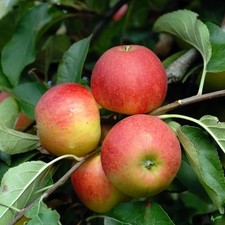 Elstar Apfel Apfelbaum