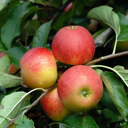 Elstar apfel apfelbaum - elstar,