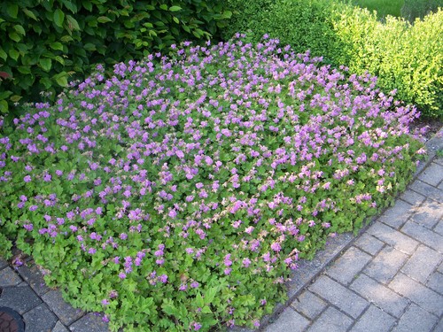 Geranium dalmaticum - dalmaticum, (