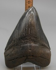 Zahn vom Megalodon (Riesenhai) in XXL-Größe (15,1 cm)