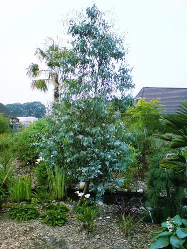 Eucalyptus gunnii