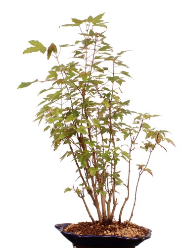 Bonsai acer buergerianum - bonsai,