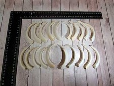 TOP echte Wildschwein Zähne Hauer Keilerwaffe NEU 