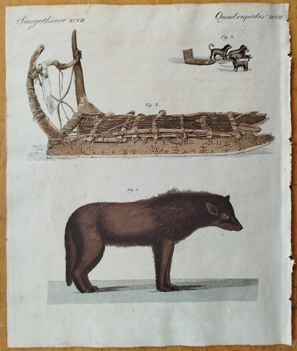 Hund schlittenhund kanada - kanada,