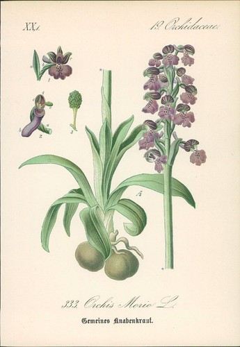 Chromolithographie gremeines - :,