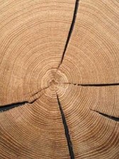 Eichen Hirnholz Baumscheibe eckig hell CDF 430x430x20mm