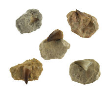 Budawi® Echter Dinosaurierzahn Fossiler Mosasaurus Zahn in Matrix für Sammler 