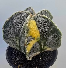Ausgefallener Astrophytum