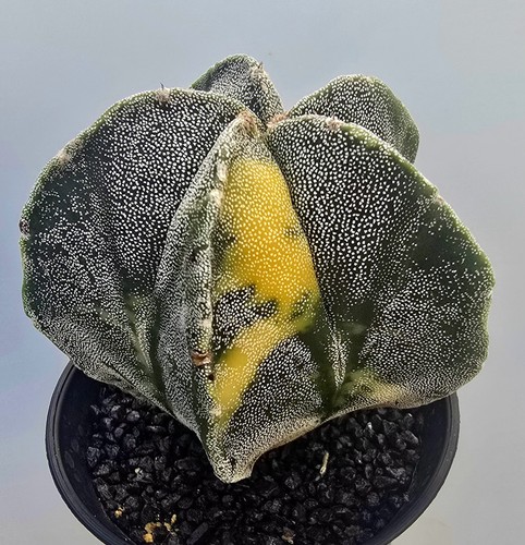 Ausgefallener astrophytum - ausgefallener,