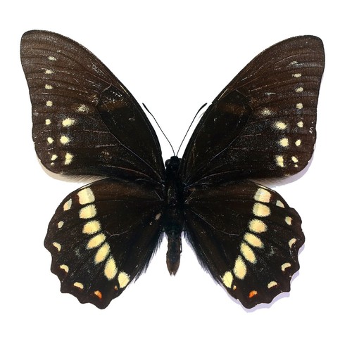 Lepidoptera papilionidae - lepidoptera,,