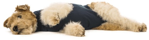 Body hund medical - op, pet