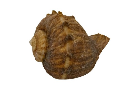Echte muschel rapana - echte,