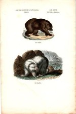 Antike Handkolorierte Lithographie Grafik 19 Jh. , Tiere, Bären
