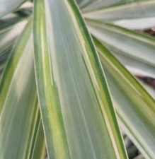 Yucca elephantipes MEDIOPICTA