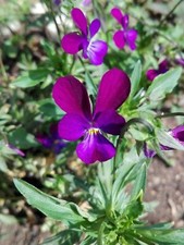 Hornveilchen * Viola cornuta *