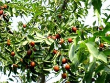  Winterharter Chinesischer Dattel-Baum Ziziphus jujuba winterhart Obst Garten !