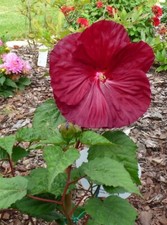 SAMEN Riesen-Blüten-Hibiskus Frühling naht: Garten-Saison winterharte Blüten-
