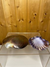 Muschelgehäuse - 2x,