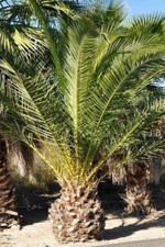 Sämling Dattelpalme (Kanarische Dattelpalme)