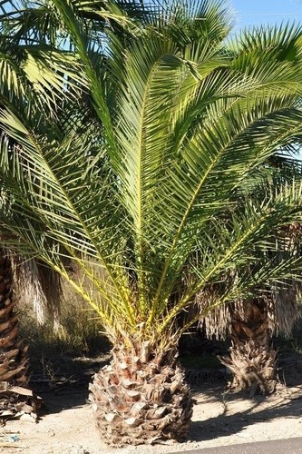 Jungpflanze dattelpalme - jungpflanze,