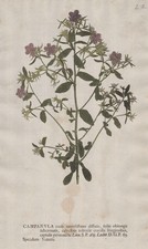 Campanula venusspiegel - campanula,