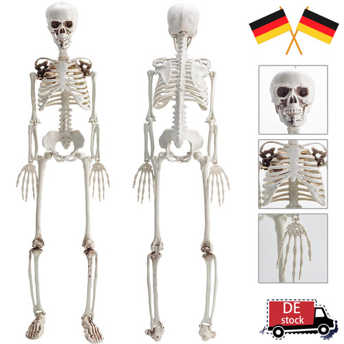 Menschliches skelett halloween - menschliches,