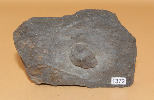 Stenopareia panderi - stenopareia,