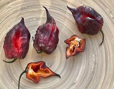 Gator Jigsaw Purple Chili Samen wunderschönes Farbenspiel sehr scharf