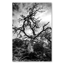 Postereck 3515 Poster Leinwand Baum, Natur Landschaft Mystisch Düster Fels