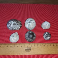 6 VERSCHIEDENE SCHÖNE