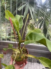 Nepenthes truncata giant x
