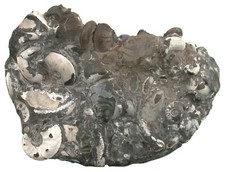 Lias  Grabgemeinschaft mit