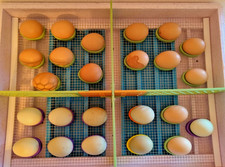 10er Schlupfringe, Brutringe, Kunstbrut, Bruteier, Küken, Hühner, Wachteln usw.