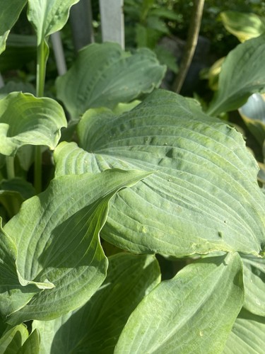 Hosta queen the - hosta,