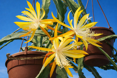 Epiphyllum hybride