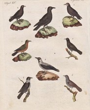 Vogel birds Saatkrähen