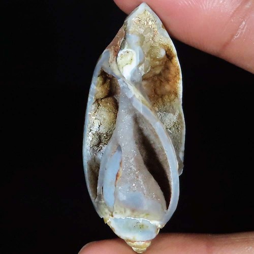 Natürlich fossil schnecke - natürlich,