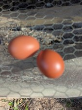 10 keine Bruteier Marans schwarz kupfer