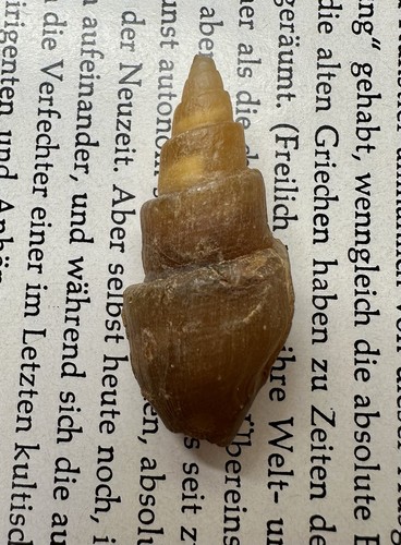 Achatisierte turitella - achatisierte,