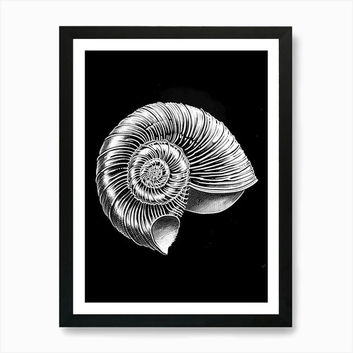 Nautilus muschel kunstdruck - muschel, 2