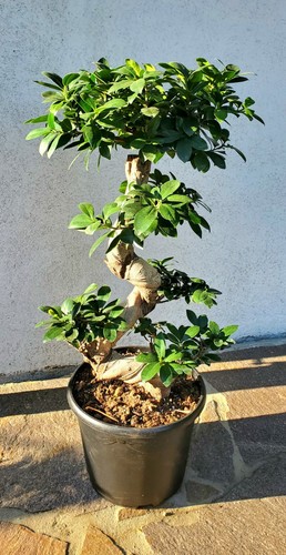 Ficus ginseng 70cm bonsai - ficus,