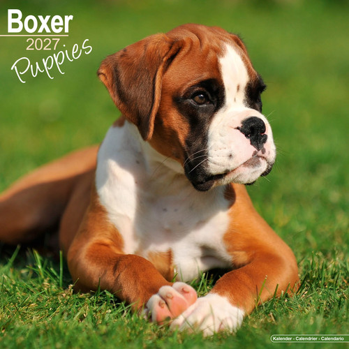 Boxer welpen 2027 - welpen, |
