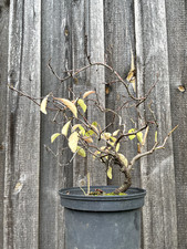 Pre Bonsai Schlehe, Prunus Spinosa, Schwarzdorn, viel Bewegung! Höhe ca 27cm
