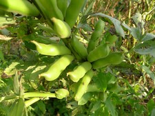 Ackerbohnen dicke bohnen - ackerbohnen,