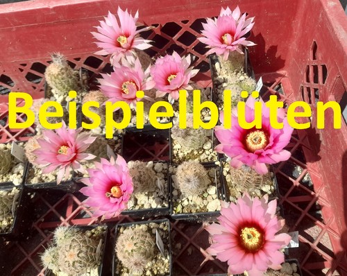 Stück echinocereus fitchii - echinocereus,